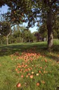 Collect Windfall Apples Image